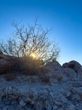 Güneş doğarken, kayalık zeminde tek bir çıplak ağaç oturur ve arkasında sıcak bir parıltı bırakır. Durgun bir çöl ortamında, berrak gökyüzü gece gündüz değişiyor..