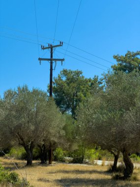 Kuru otlarla çevrili zeytin ağaçlarının bulunduğu sakin kırsal bir ortam, bölgeyi çevreleyen elektrik hatları, parlak güneş ışığıyla yıkanmış..
