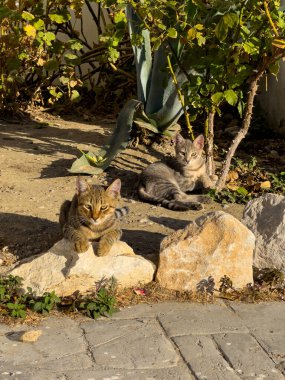 İki meraklı kedi yavrusu sıcak bir öğleden sonra yemyeşil ve canlı bitkilerle çevrili güneşli bir bölgede kayaların üzerinde rahatça uzanır..