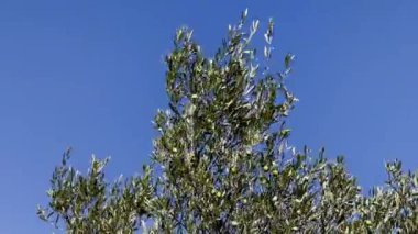 Muhteşem bir zeytin ağacı parlak mavi bir gökyüzüne karşı dimdik durur, yaprakları rüzgarda hafifçe sallanır. Bu huzurlu an, doğayı mükemmel bir şekilde yansıtıyor..
