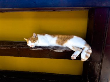 Bir kedi, geniş, ahşap bir çıkıntıda rahatça dinlenir ve güneşin altında güneşlenir. Arka plandaki canlı sarı duvar sıcak atmosfere neşe katıyor..