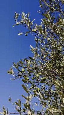 Bereketli zeytin dalları açık mavi gökyüzüne karşı gelişen yeşil zeytinlerle süslenir. Canlı sahne, doğanın cömertliğini ve güzelliğini sergiliyor..