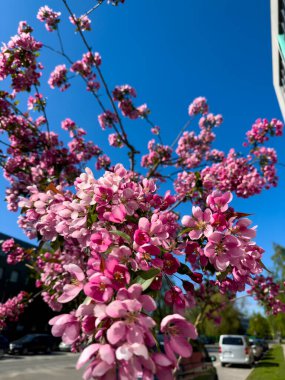 Açık mavi gökyüzüne karşı ağaçta açan canlı pembe çiçekler, canlı kentsel bir mahallede baharın güzelliğini gözler önüne seriyor. Sahne doğanın uyanışının özünü yakalar..