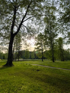 Sakin bir park sahnesi, yemyeşil çimenler ve yükselen ağaçlarla dolu bir öğleden sonra anını yakalar. Güneş arka planda batar, dinlenmek için huzurlu bir atmosfer yaratır..