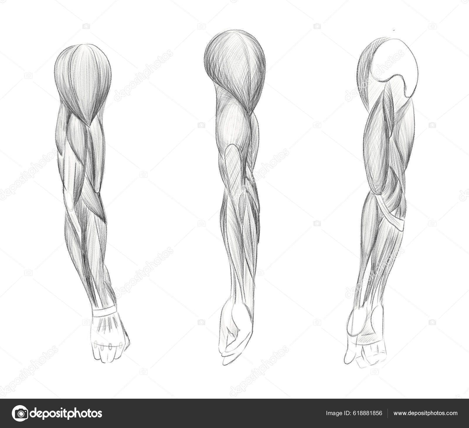 Músculos Braço Humano Ângulos Voltas Esboço Anatômico Tutorial Para  Artistas Ilustração de ©anna_art.r #618881856, image size:1600x1459