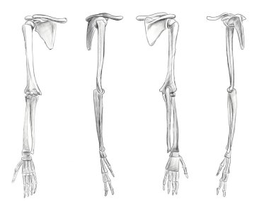İnsan elinin kemikleri öngörüler ve dönüşler halinde. Anatomik çizim. Sanatçılar için öğretici.