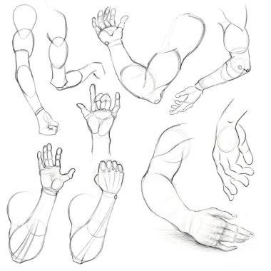 Ön gösterim ve rotasyonlarda insan eli çizimi. Sanatçılar için eğitim. Anatomik çizim.
