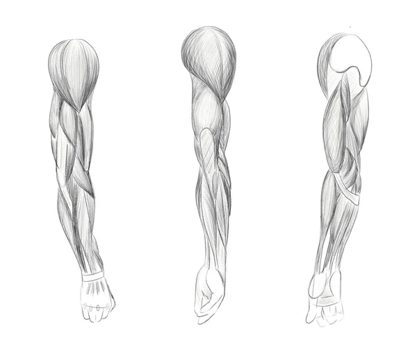 人类手臂的肌肉呈角度和旋转 解剖素描 为艺术家提供的指导 — 图库照片