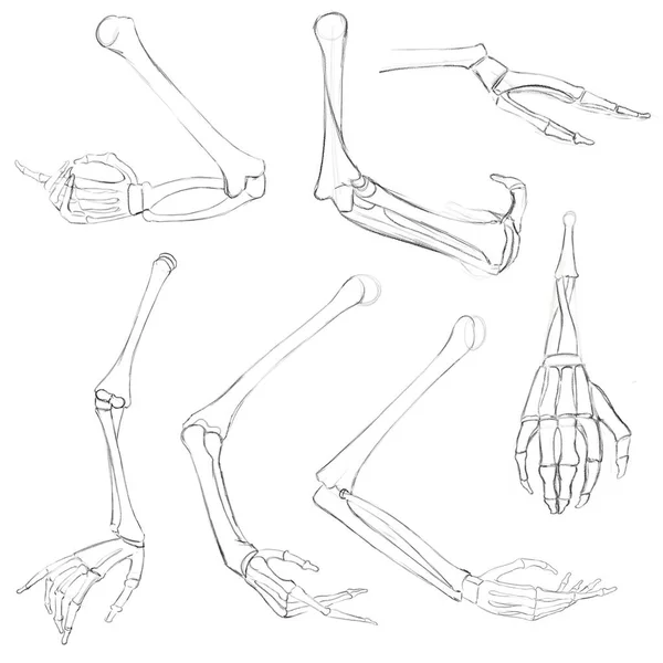 人的手的骨头预示着前兆和轮回 解剖素描 为艺术家提供的指导 — 图库照片