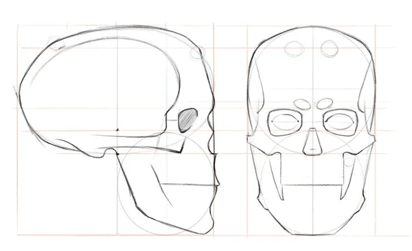 Dibujo Lápiz Cráneo Humano Frente Perfil Dibujo Con Líneas Auxiliares —  Fotos de Stock
