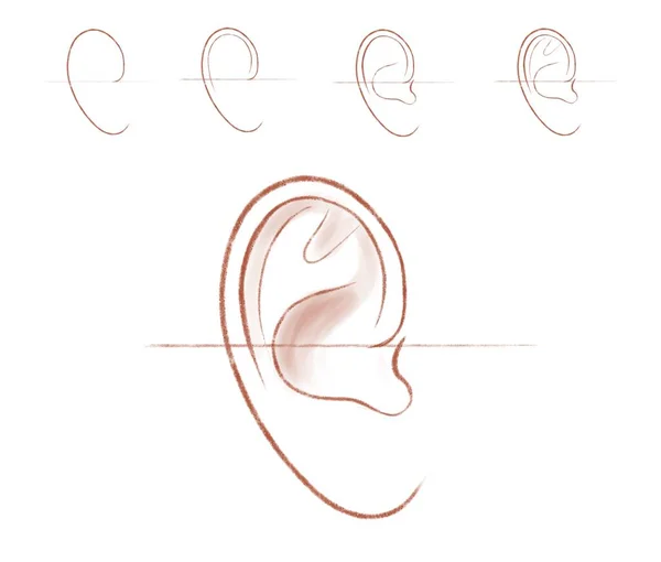 Tutorial Sobre Dibujar Oído Humano Esbozo Educativo Para Dibujar Boceto — Foto de Stock