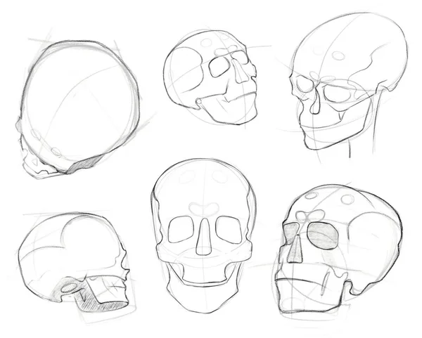 Bocetos Cráneo Humano Cortes Vueltas Tutorial Dibujo Esbozo Educativo Cabeza —  Fotos de Stock
