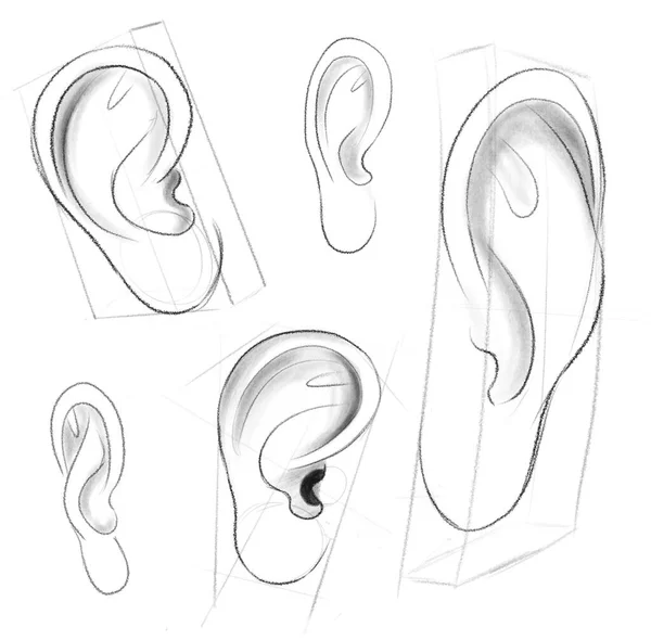 人的耳朵被简单的几何形状卡住了 关于画人耳的教学 用于绘图的教育草图 各种用途的素描 — 图库照片