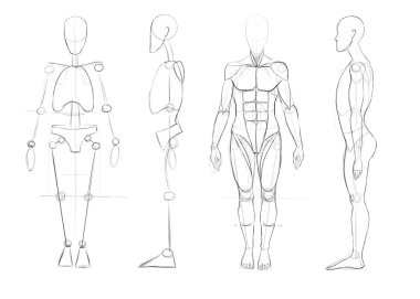 Düz ve profilli bir insan figürü yaratmak. Vücut ve kasların temeli. Sanatçılar için eğitim. Farklı kullanım alanları için çizim.