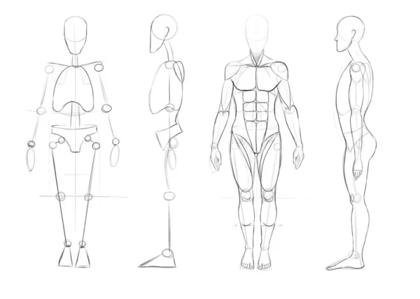 Bygga Mänsklig Figur Rakt Och Profil Grundläggning Kropp Och Muskler — Stockfoto