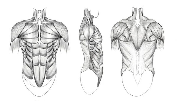 人的躯干在不同的角度和角度 人类的肌肉 为艺术家提供指导 不同用途的绘图 — 图库照片