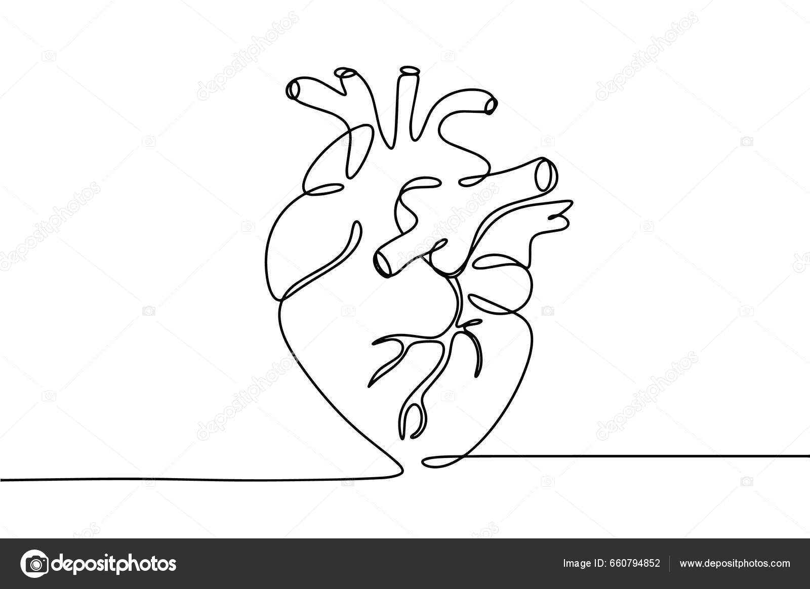 Coração Humano Desenhado Com Uma Linha Contínua Ilustração Médica Dia Vetor  de ©anna_art.r 660794852, image size:1600x1164