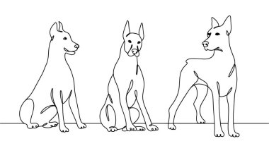Farklı pozlarda görkemli Doberman. Kısa saçlı, çalışan bir köpek. Uluslararası Köpek Günü. Farklı kullanım alanları için bir çizgi. Vektör illüstrasyonu.
