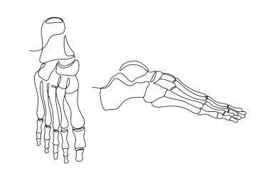 İnsan ayağının kemikleri. Bacağın anatomik yapısı. Kemik ve Ortak Eylem Haftası. Farklı kullanım alanları için bir çizgi. Vektör illüstrasyonu.