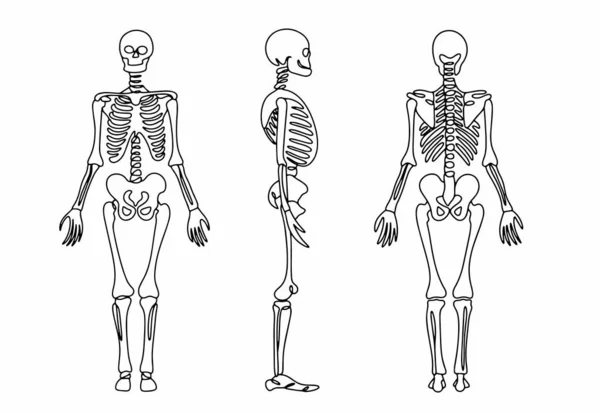 Ludzki Szkielet Prosto Boku Tyłu Anatomiczna Struktura Ludzkich Kości Tydzień — Wektor stockowy