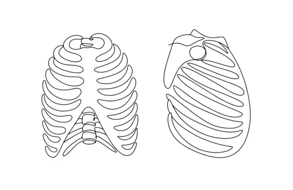 갈비뼈 가슴의 해부학적 용도를 1개의 일러스트 — 스톡 벡터