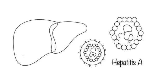 stock vector Acute infectious liver disease caused by the hepatitis A virus. Drawn human liver and hepatitis A virus. Isolated vector for different uses.