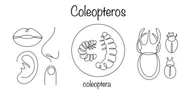 Koleopteran böceklerinin sebep olduğu hastalıklar. Koleopteroz, bir böcek ya da larvası kazara yiyeceğe karıştığında meydana gelir. Ayrıca, böcekler yanlışlıkla burunlarına ya da kulaklarına girebilirler. Tıbbi vektör.