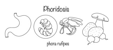 Phoridosis. A hand-drawn fly and larva infecting a human stomach. The cause of infection is eating spoiled vegetables. Simple vector illustration.  clipart