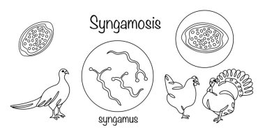 Syngamus cinsinin nematodlarından kaynaklanan parazit bir hastalık, kuşların solunum sistemini en çok etkileyen bir hastalık. Çizgili kümes hayvanları ve patojen sengamozu. Vektör illüstrasyonu.