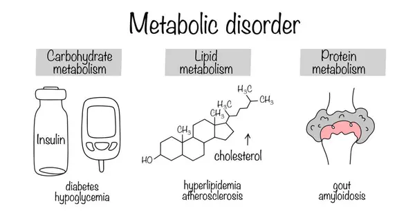 Karbonhidrat metabolizması, yağ metabolizması ve protein metabolizması örneğini kullanan metabolik bozukluklar. Basit bir tıbbi şema. Vektör illüstrasyonu.