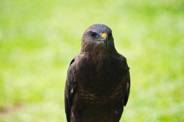 Harris 'in Şahin Erkek Karanlığı Renkli Önüne Bakıyor 