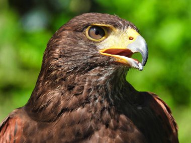 Harris 'in Şahini Yoğun Göz ve Gagası Hafifçe Açılarak Yandan Bakıyor