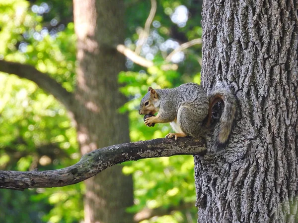 Squirrel Tree Limb Eating Acorn — Stock Photo, Image