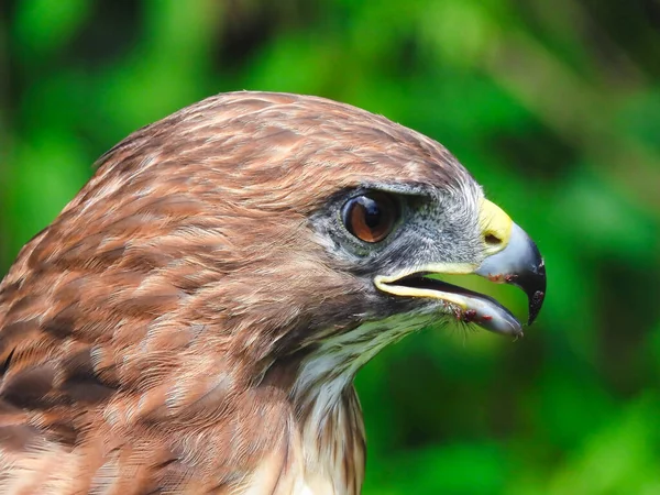 Red Tailed Hawk Profile View Nak Open Engelsk – stockfoto