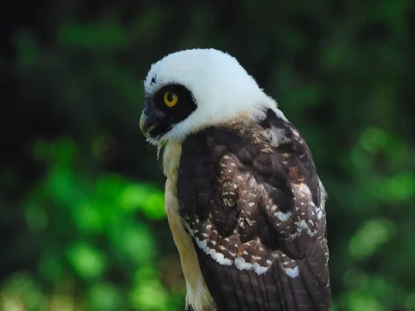 Spectacled Owl Pulsatrix Perspicillata Ohlíží Jedním Okem Viditelným — Stock fotografie