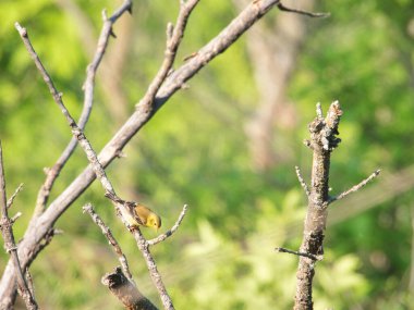 Dişi ispinoz kuş baş aşağı tünemiş Çiçek tomurcuklarını yemek için uzanıyor