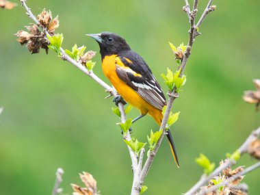 Baltimore 'un Erkek Oriole Kuşu Yeni Tomurcuk Dalına Tüymüş