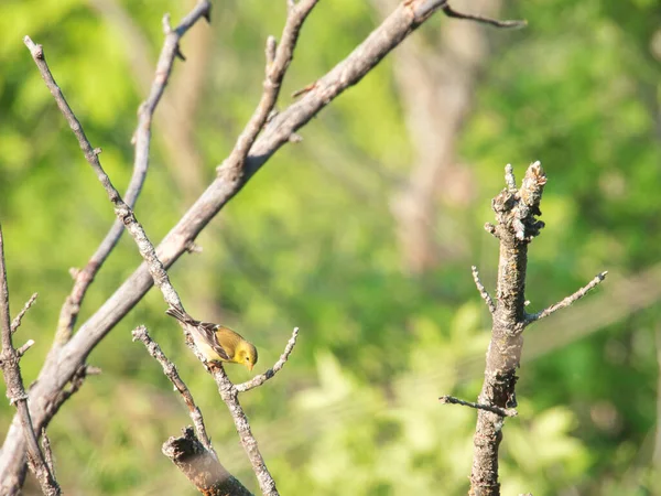 女性アメリカのゴールドフィンチ鳥は食べるために花の芽のために到達する上に倒れた — ストック写真
