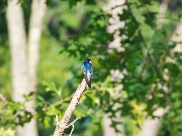 Erkek Ağaç Kırlangıç Kuşu Ölü Dala Tünemiş Mavi Riinen Sırt — Stok fotoğraf