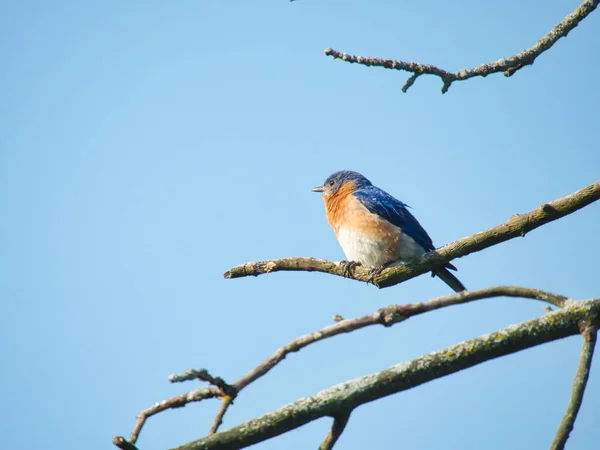 Pássaro Azul Macho Empoleirado Uma Árvore Morta Brach Com Céu — Fotografia de Stock