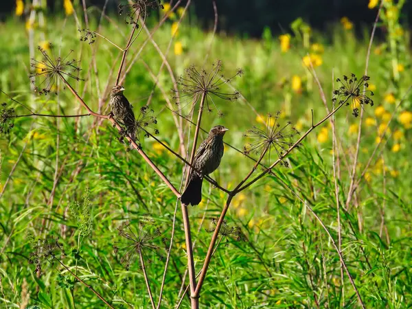 Θηλυκά Κόκκινα Φτερά Blackbirds Ένα Prairie Flower Branch Λουλούδια Στο — Φωτογραφία Αρχείου