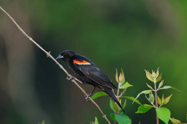 Blackbird Asa Vermelha Macho Pequeno Ramo Campo — Fotografia de Stock