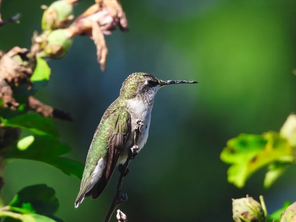Rubinkehlchen Kolibri Hockt Auf Ast Mit Pollen Schnabel — Stockfoto