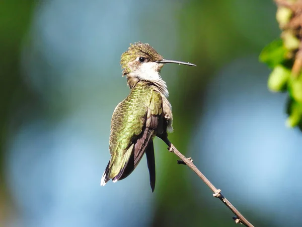 Rubinkehlchen Kolibri Hockt Auf Aststreckung Mit Pollen Schnabel — Stockfoto