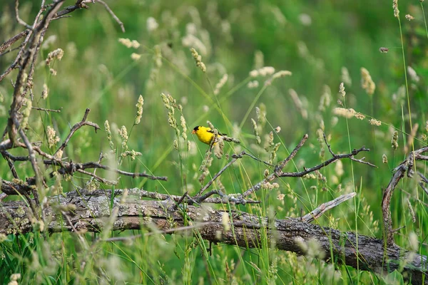 Masculino Americano Goldfinch Bird Senta Pradaria Planta Ramo Comendo Flores — Fotografia de Stock
