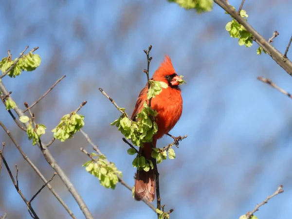 Mężczyzna Północnoczerwony Kardynał Ptak Siedzący Jedzenie Zielone Pąki Późnej Zimie — Zdjęcie stockowe
