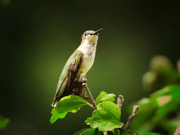 Ruby Hrdelní Kolibřík Usazený Větvi Těšící Zobákem — Stock fotografie