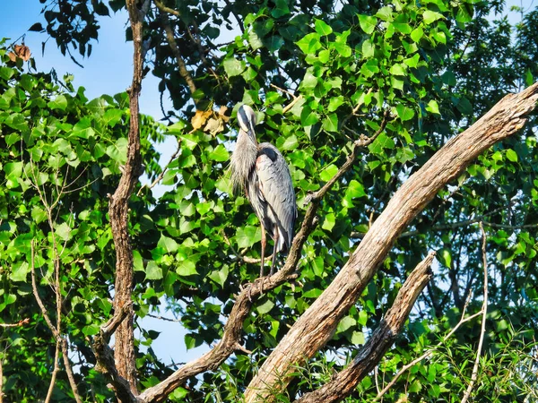 Поширення Голубого Птаха Вершечку Дерева — стокове фото