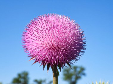 Torbada Açık Mavi Gökyüzü olan Mor Pembe Süt Deve Çiçeği