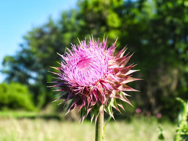 Purple Pink Milk Thistle Flower with Starting to Bloom with Gras